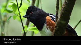 Spotted Towhee [upl. by Losiram]