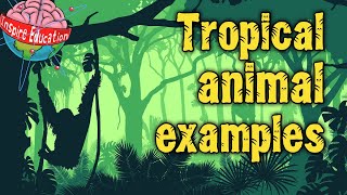 Tropical Rainforest Animals [upl. by Ahsiken]