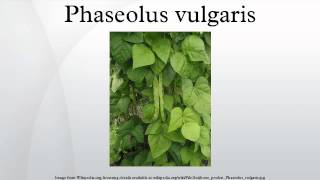 Phaseolus vulgaris [upl. by Martsen275]