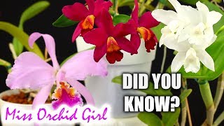 Did you know this about Cattleya Orchids [upl. by Lek]