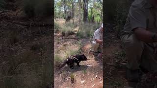 Feeding Wild Tasmanian Devils in Australia [upl. by Slack]