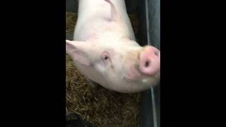 Cute pig talking oinking [upl. by Topping]