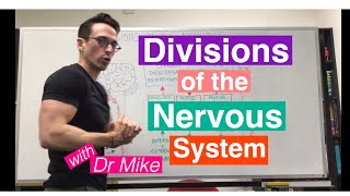 Divisions of the Nervous System  Nervous System [upl. by Arataj]