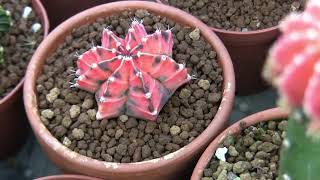 Gymnocalycium mihanovichii variegata collection Moon Cactus [upl. by Hajin]