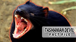 Tasmanian Devil facts Shouting for Food  Animal Fact Files [upl. by Hallsy]