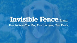 How to Keep Your Dog From Jumping Your Fence [upl. by Yengac]