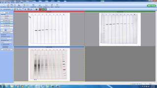 Total Protein Normalization  Advanced Tutorial [upl. by Klatt]