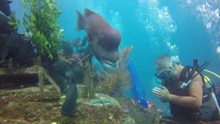 Diving KOBUDAI YORIKO Hasama Under Water Park 2017 OhSam [upl. by Etnuahs]