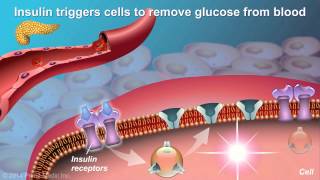 Type 2 Diabetes Pathophysiology [upl. by Ashti844]