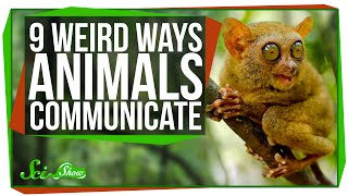 9 Weird Ways Animals Communicate [upl. by Leakim]