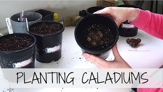 GROWING CALADIUMS 🌱 How To Prepare amp Plant Your Caladium Bulbs [upl. by Ennaul884]