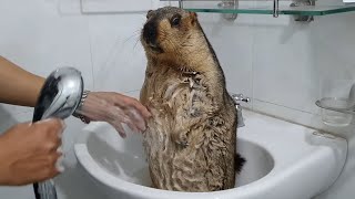 marmot is bathed for the first time over the sink [upl. by Simetra225]