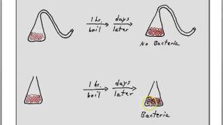 Pasteur on spontaneous generation [upl. by Analim]