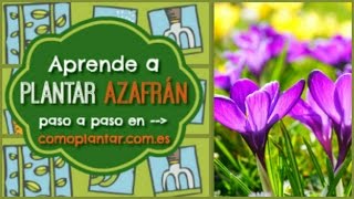 Cómo plantar azafrán [upl. by Laohcin]