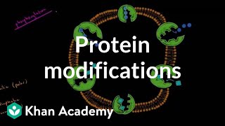 Protein modifications  Biomolecules  MCAT  Khan Academy [upl. by Eelarol]