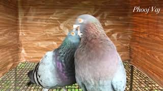 Cuban Pouter  Pigeon Courtship [upl. by Jerrylee524]