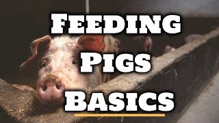 How to Feed Pigs  For Beginners [upl. by Namor117]