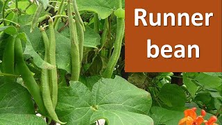 How to produce Runner Bean Phaseolus coccineus [upl. by Lanfri964]