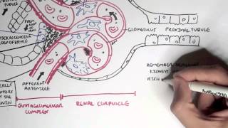 Nephrology  Kidney Physiology Overview [upl. by Hgielanna]