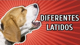 CACHORROS LATINDO COMO É O LATIDO DE CADA RAÇA [upl. by Jasper]