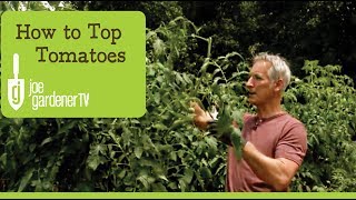 How to Top Tomatoes [upl. by Ellwood]