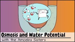 Osmosis and Water Potential Updated [upl. by Illona]