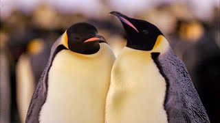 Best Antarctic Animal Moments  Top 5  BBC Earth [upl. by Evad]