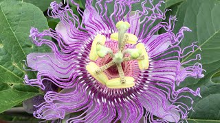 Medicinal Plant  Passion Flower [upl. by Ayekin]