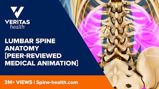 Lumbar Spine Anatomy Peerreviewed Medical Animation [upl. by Ermin]