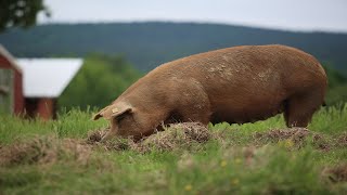 Raising 400 Pigs On Pasture COMPLETE [upl. by Lacefield]