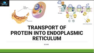 Transport of Protein In Endoplasmic Reticulum [upl. by Tatman945]