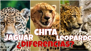 Diferencias entre un Jaguar un leopardo y un Guepardo o Chita [upl. by Bernat658]