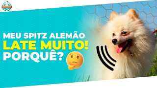 Spitz Alemão LATINDO MUITO Mostrei como resolver no vídeo [upl. by Messab]