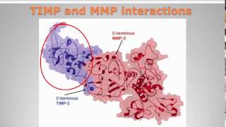 Matrix metalloproteinases [upl. by Eniawed]