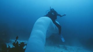 Pyrosome  unusual and glowing colonies in the ocean [upl. by Nod693]