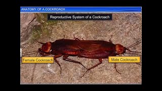 CBSE Class 11 Biology  Anatomy of a Cockroach  By Shiksha House [upl. by Biancha]