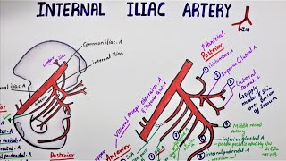 Internal Iliac Artery  Hypogastric Artery [upl. by Anthe]