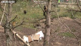 Student resource  10 minute Animal Behaviour sampling video [upl. by Sira]