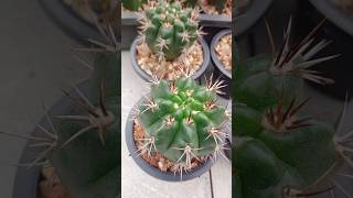 Gymnocalycium horridispinum [upl. by Eeroc]