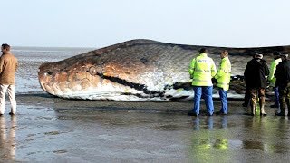 The BIGGEST SNAKE Ever  TITANOBOA [upl. by Animahs]