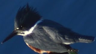 Belted kingfisher bird call loud sound before flying away [upl. by Washington607]