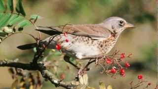 BTO Bird ID  Redwing and Fieldfare [upl. by Johathan]