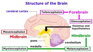 The Structure and Physiology of the Human Brain [upl. by Eddy]