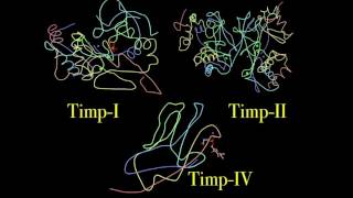 Tissue inhibitors of metalloproteinases TIMPs [upl. by Anaeli]