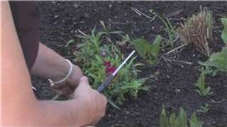 Flower Gardening  How to Prune Carnations [upl. by Norrat]