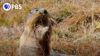 Secrets of Marmot Hibernation [upl. by Nov472]