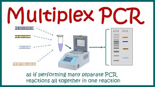 Multiplex PCR [upl. by Rhynd]