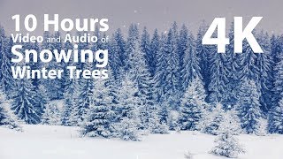 4K 10 hours  Snowing on Winter Trees  relaxing gentle calming [upl. by Herzen]