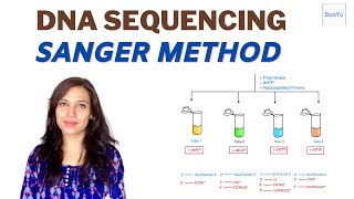 Dideoxy DNA Sequencing  Sanger method [upl. by Particia]