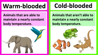 Warm blooded vs cold blooded 🤔 Types of animals  Whats the difference [upl. by Acinor]